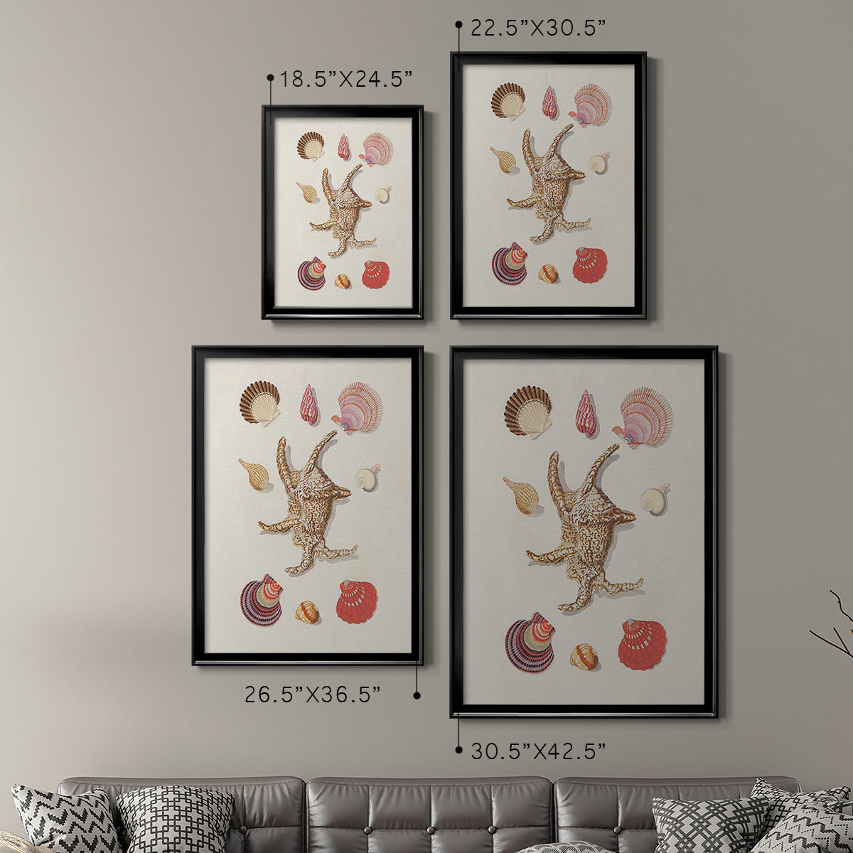 Knorr Shells & Coral II - Modern Framed Canvas Print