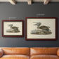 Audubons Brown Pelican - Ornate Framed Canvas Print