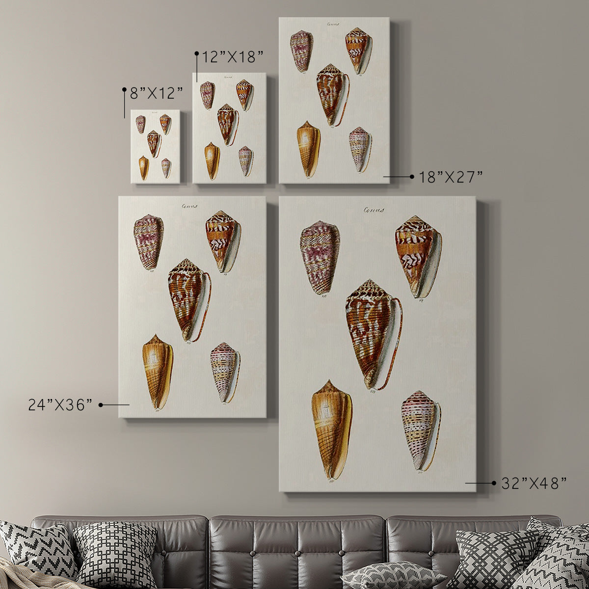 Cone Shell Collection VI Premium Gallery Wrapped Canvas - Ready to Hang