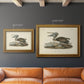 Audubons Brown Pelican - Ornate Framed Canvas Print