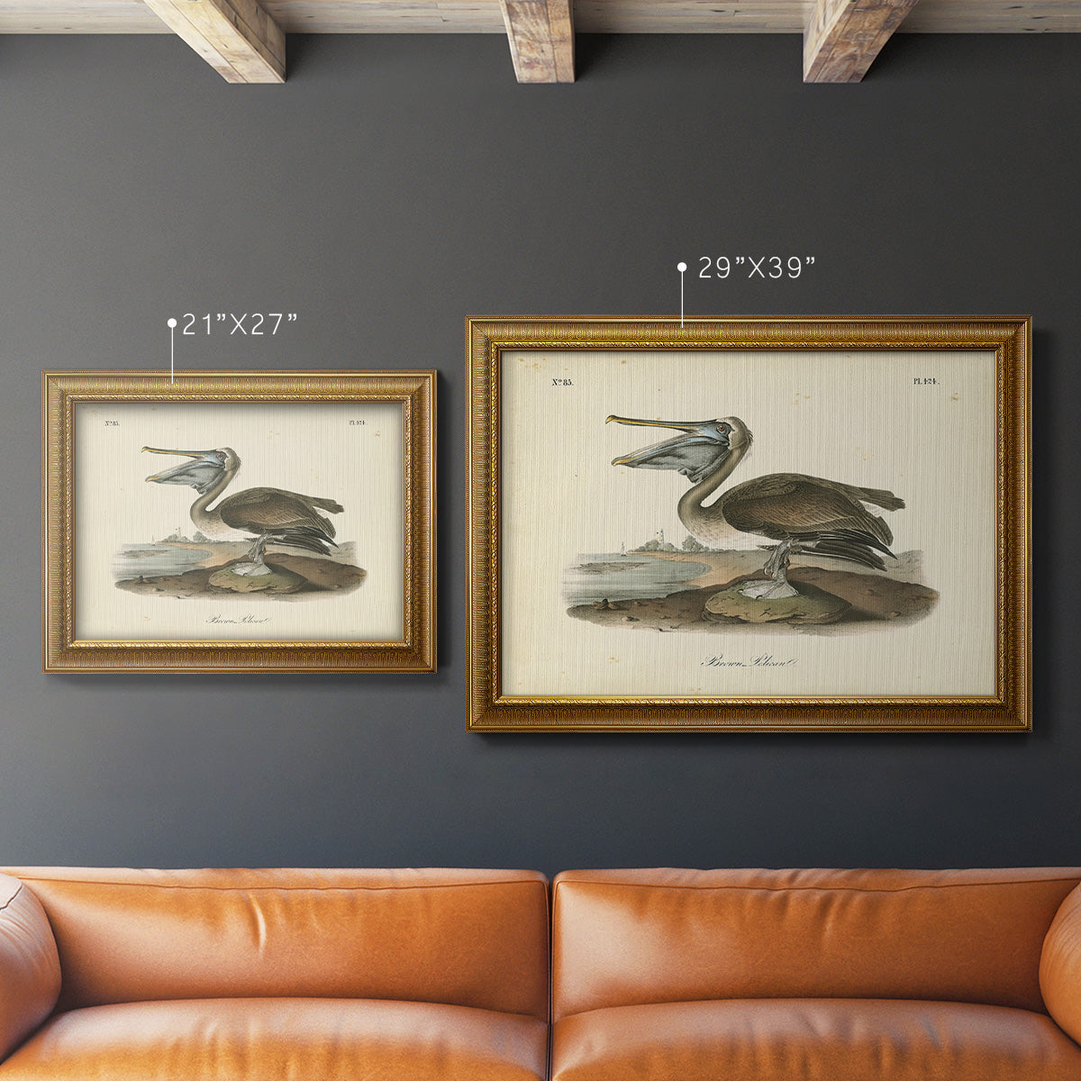 Audubons Brown Pelican - Ornate Framed Canvas Print