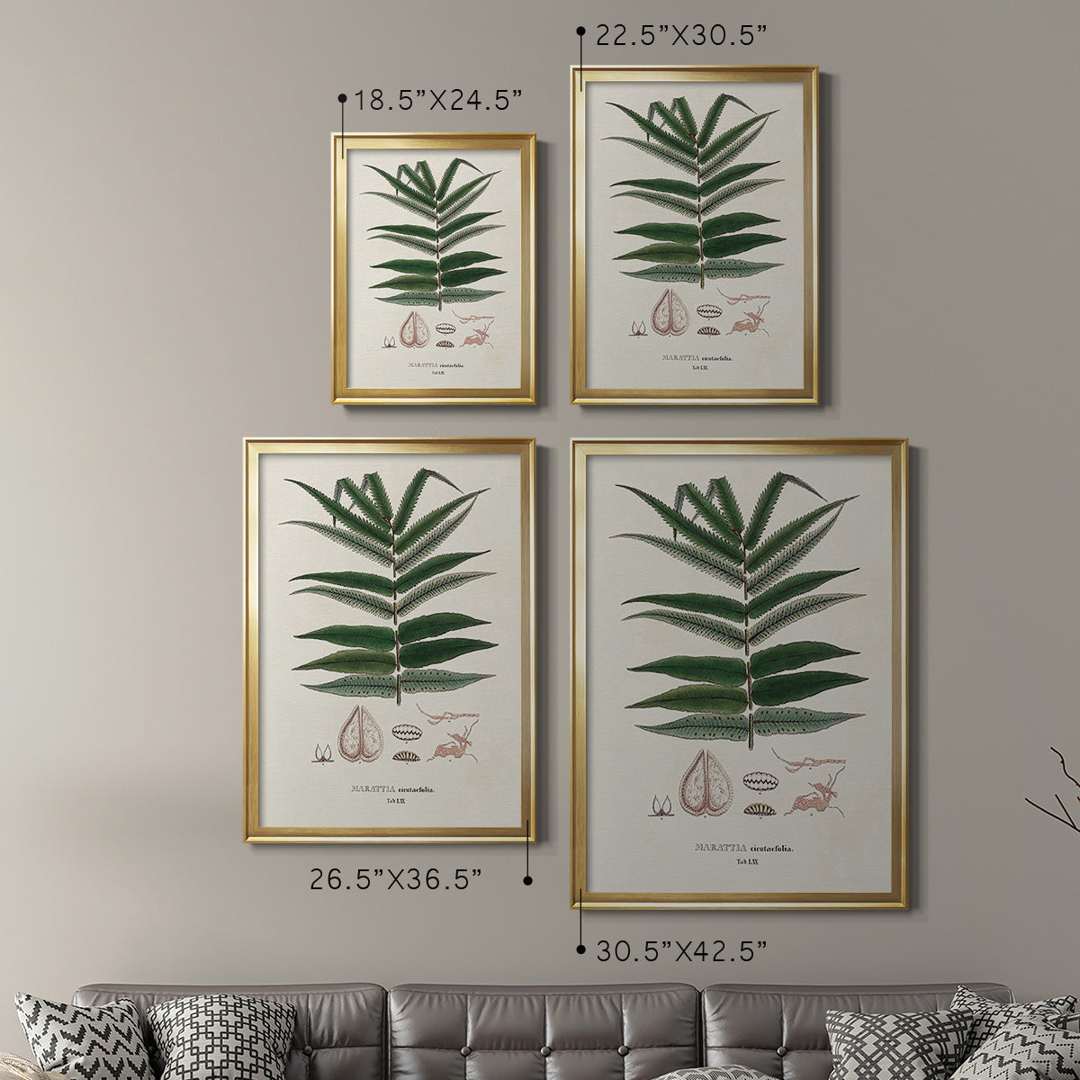 Botanical Society Ferns XII - Modern Framed Canvas Print