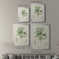 Antique Almond Botanical II - Modern Framed Canvas Print