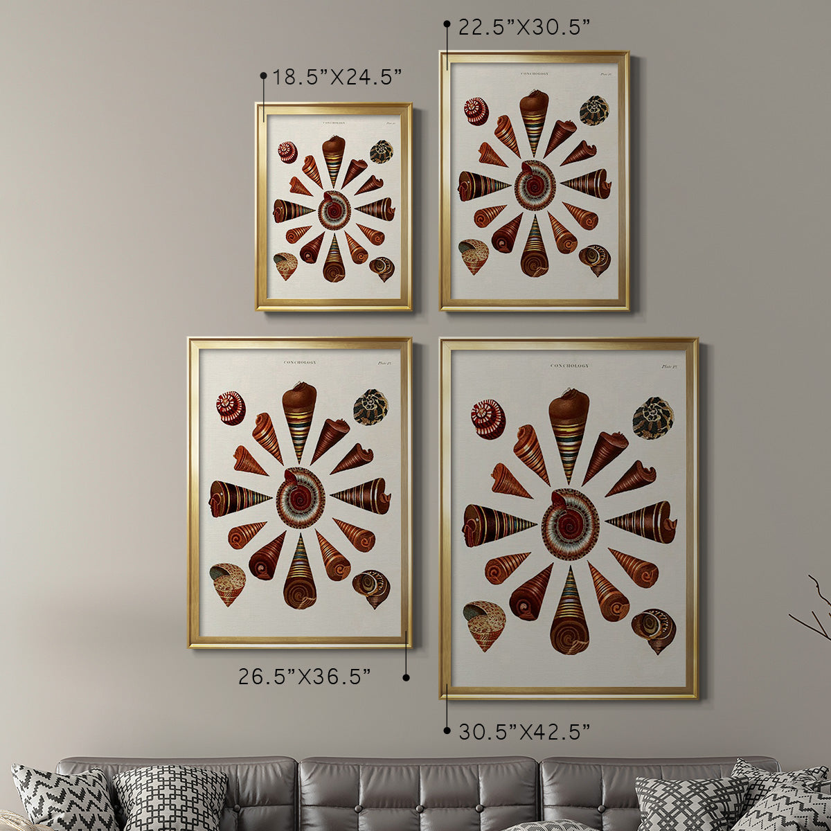 Spiral Shell Formation IV - Modern Framed Canvas Print