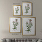 Rose Botanical III - Modern Framed Canvas Print