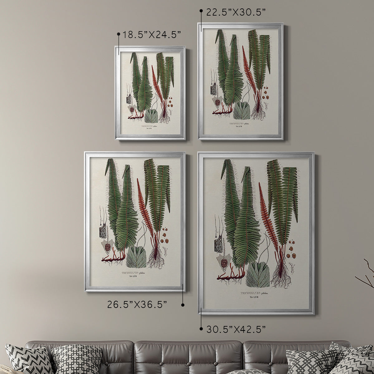 Botanical Society Ferns IV - Modern Framed Canvas Print