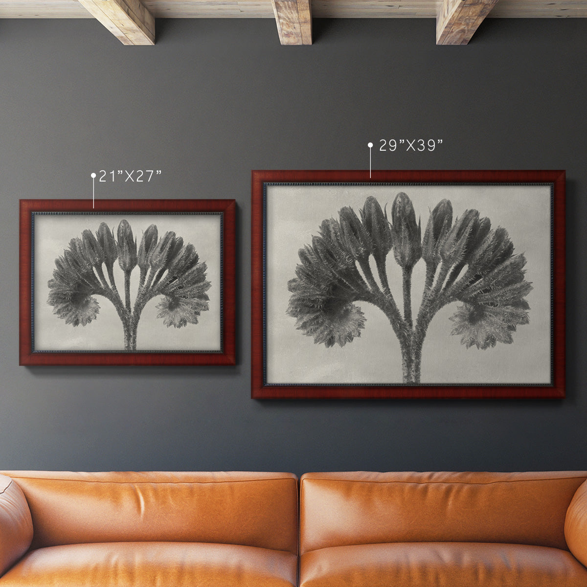 Vintage botanical plant study photograph by Karl Blossfeldt in an ornate cherry burl wood frame shown in multiple size options.