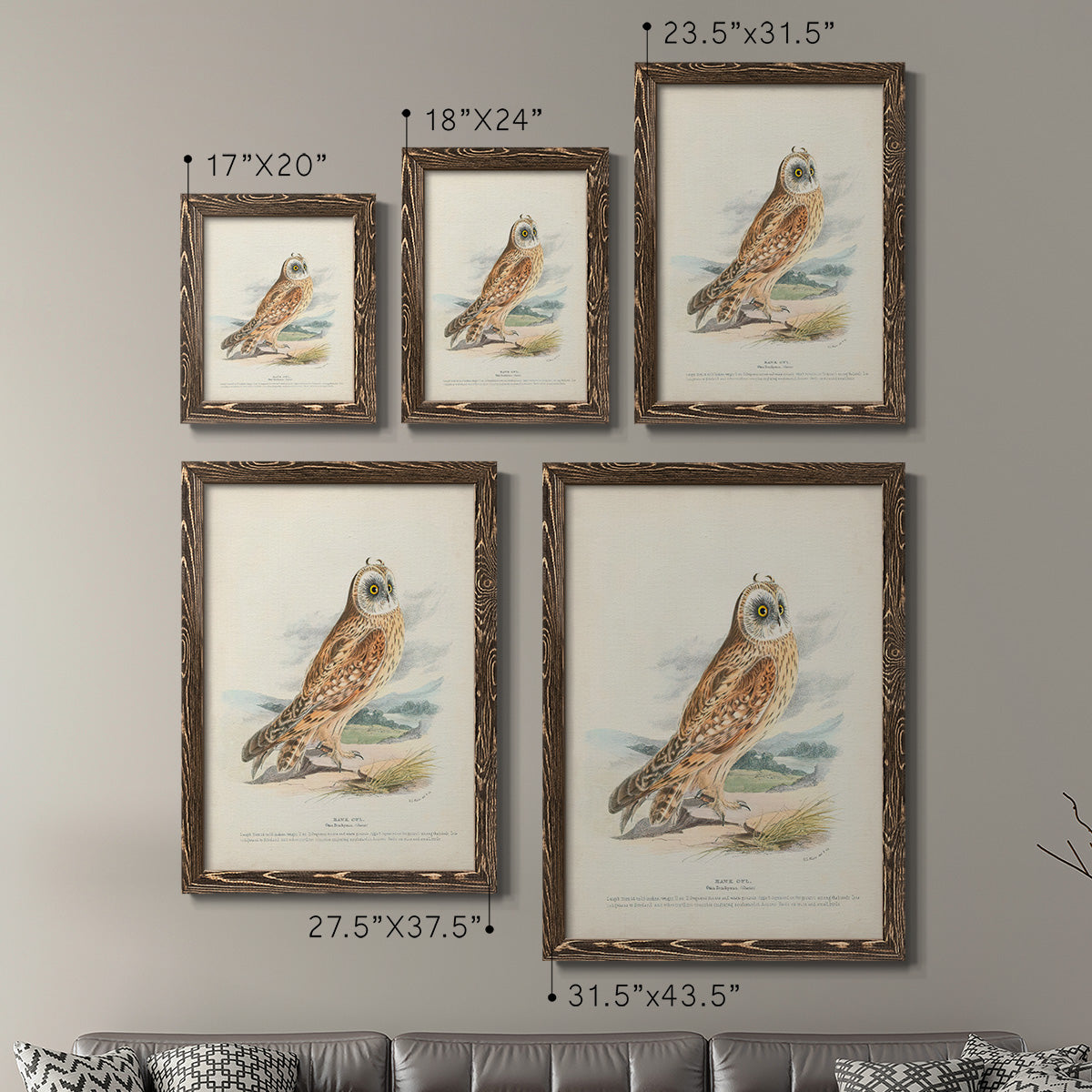 Hawk Owl - Premium Framed Canvas 2 Piece Set - Ready to Hang