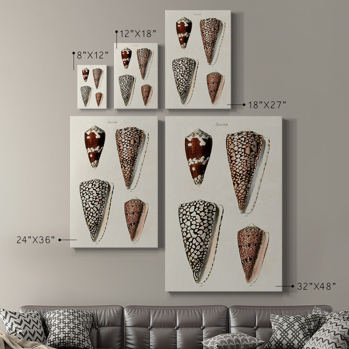 Cone Shell Collection I Premium Gallery Wrapped Canvas - Ready to Hang