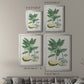 Buchoz Tropicals IV - Modern Framed Canvas Print