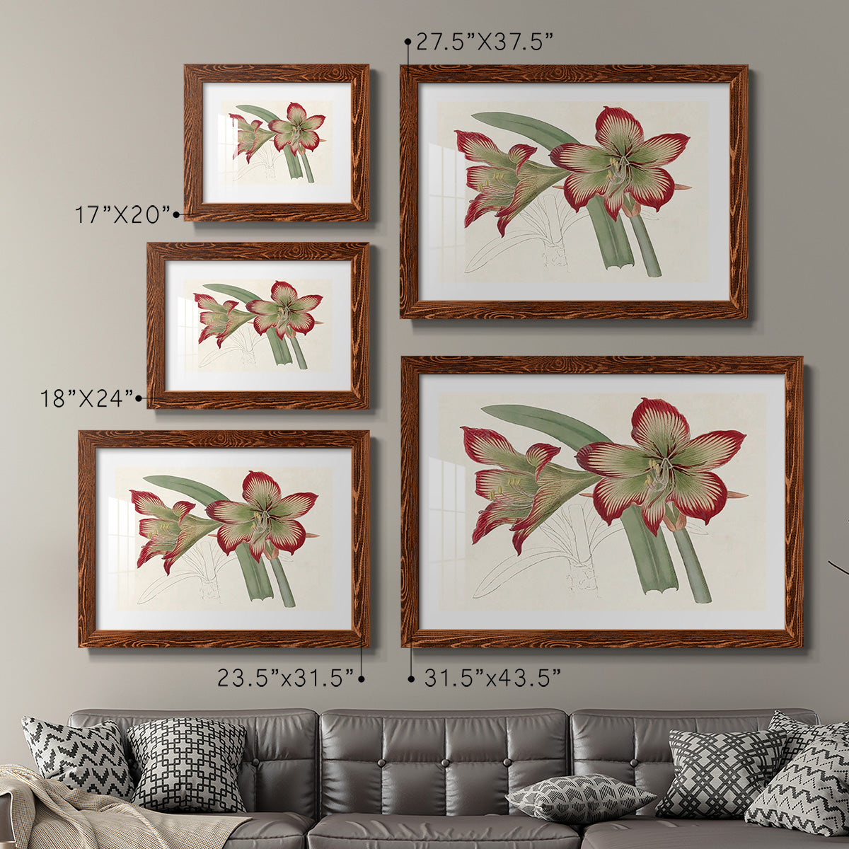 Amaryllis Varietals IV-Premium Framed Print - Ready to Hang