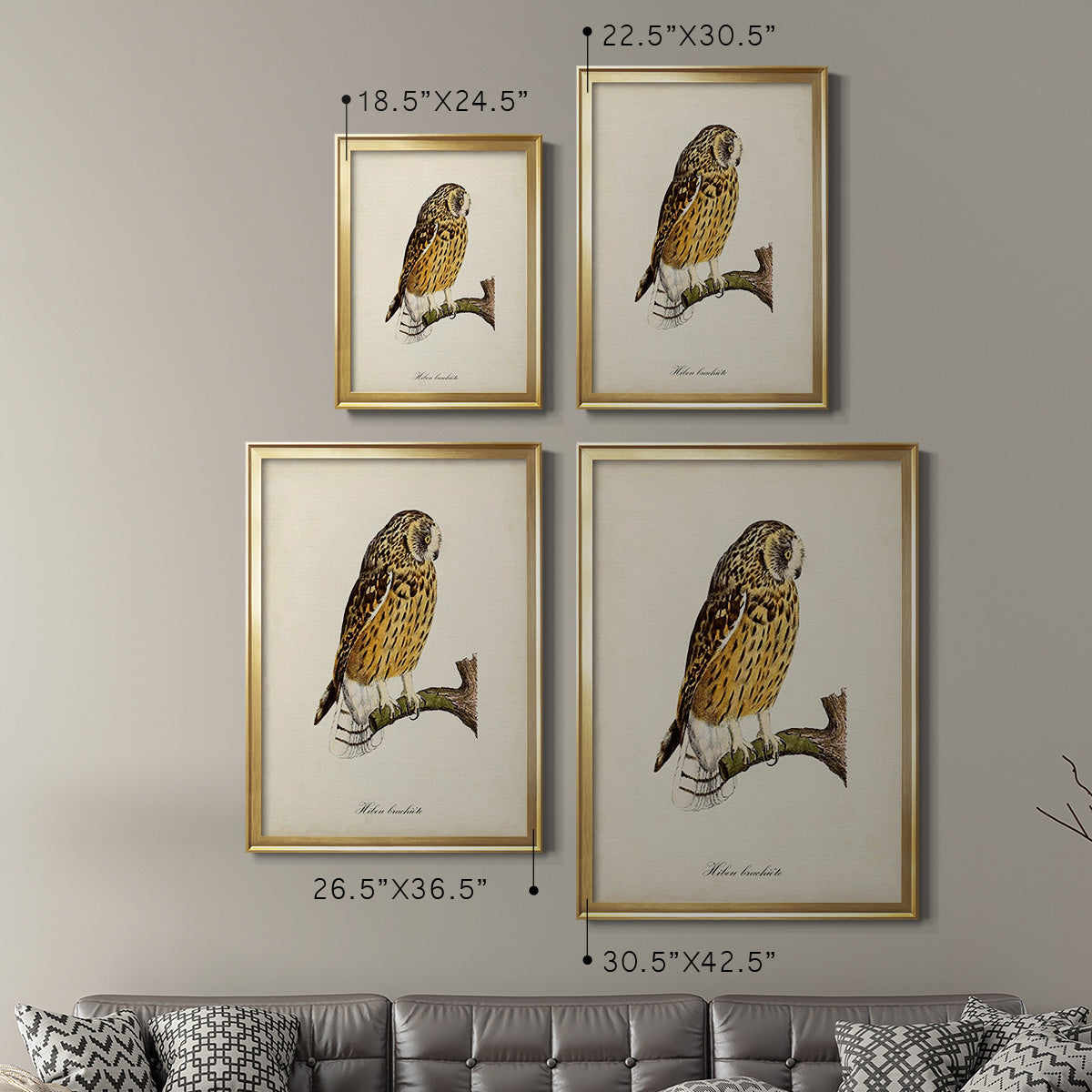 French Owls II - Modern Framed Canvas Print