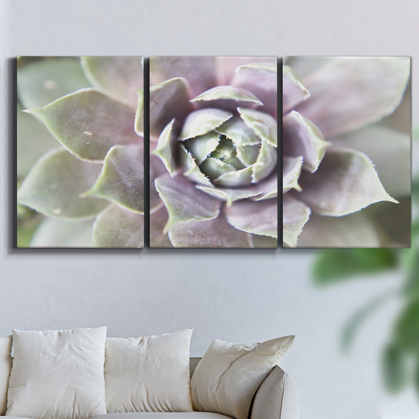 Three-panel canvas wall art featuring close up succulent photography, displayed in a living room above a sofa.