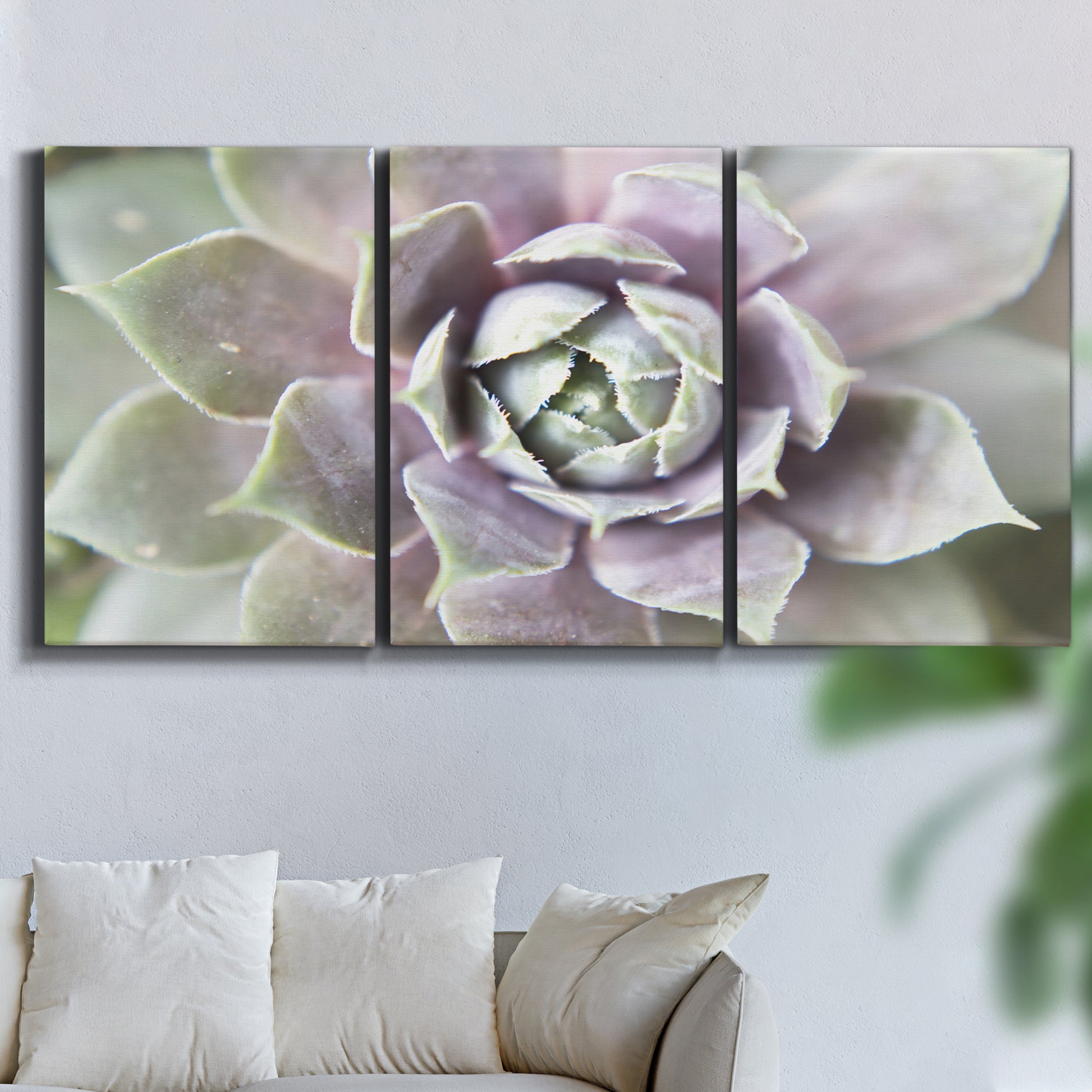 Three-panel canvas wall art featuring close up succulent photography, displayed in a living room above a sofa.