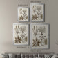 Sepia Botanical Journal VII - Modern Framed Canvas Print