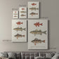 Species of Antique Fish II Premium Gallery Wrapped Canvas - Ready to Hang