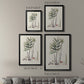 Botanical Society Ferns XI - Modern Framed Canvas Print