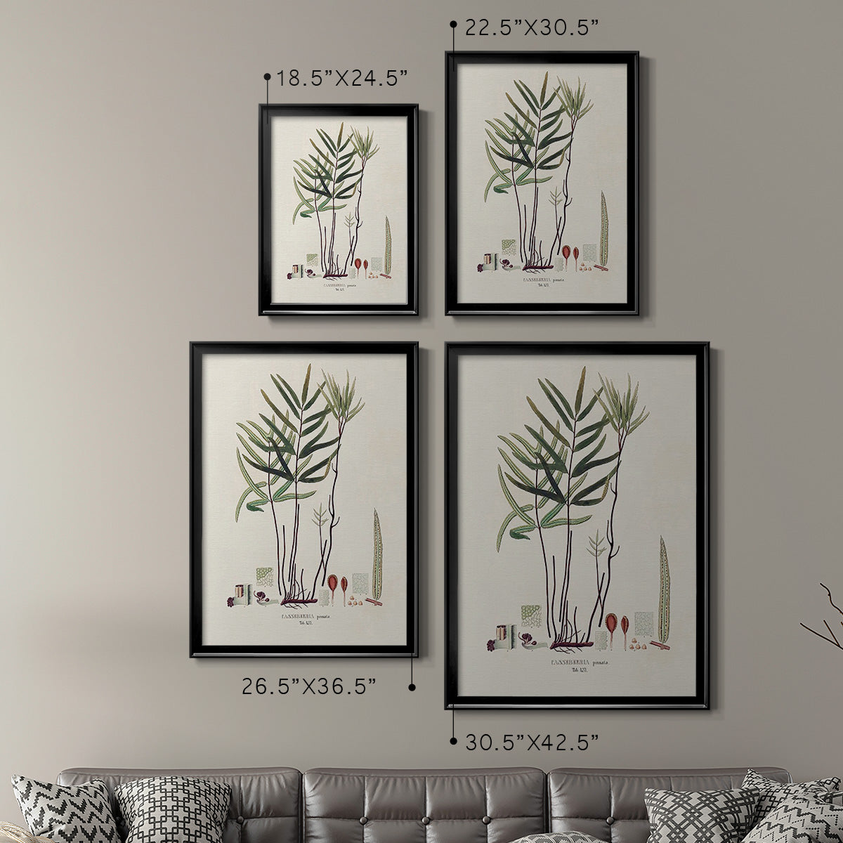 Botanical Society Ferns XI - Modern Framed Canvas Print