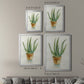 Succulent IV - Modern Framed Canvas Print