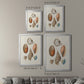 Knorr Shells & Coral I - Modern Framed Canvas Print
