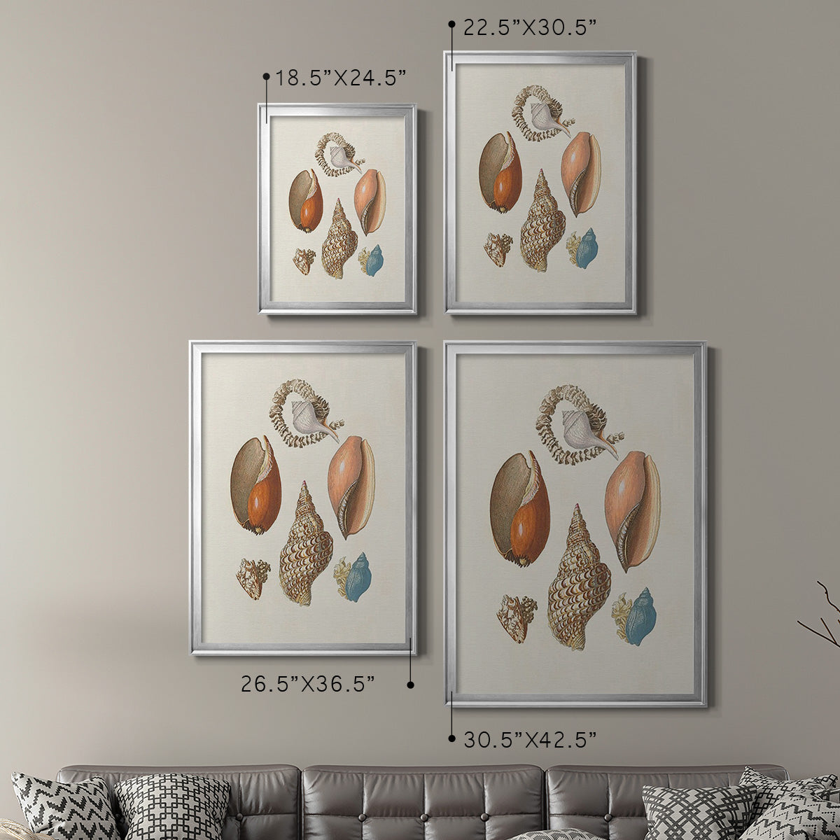 Knorr Shells & Coral I - Modern Framed Canvas Print
