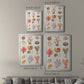 Coral & Shell Collage I -  Framed Canvas Print