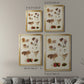 Mushroom Species III - Modern Framed Canvas Print