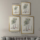 Botanical Society Ferns XI - Modern Framed Canvas Print