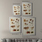 Mushroom Species III - Modern Framed Canvas Print
