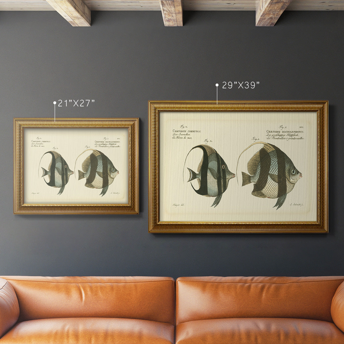 Bloch Antique Fish I Premium Framed Canvas- Ready to Hang