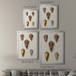 Cone Shell Collection VI - Modern Framed Canvas Print