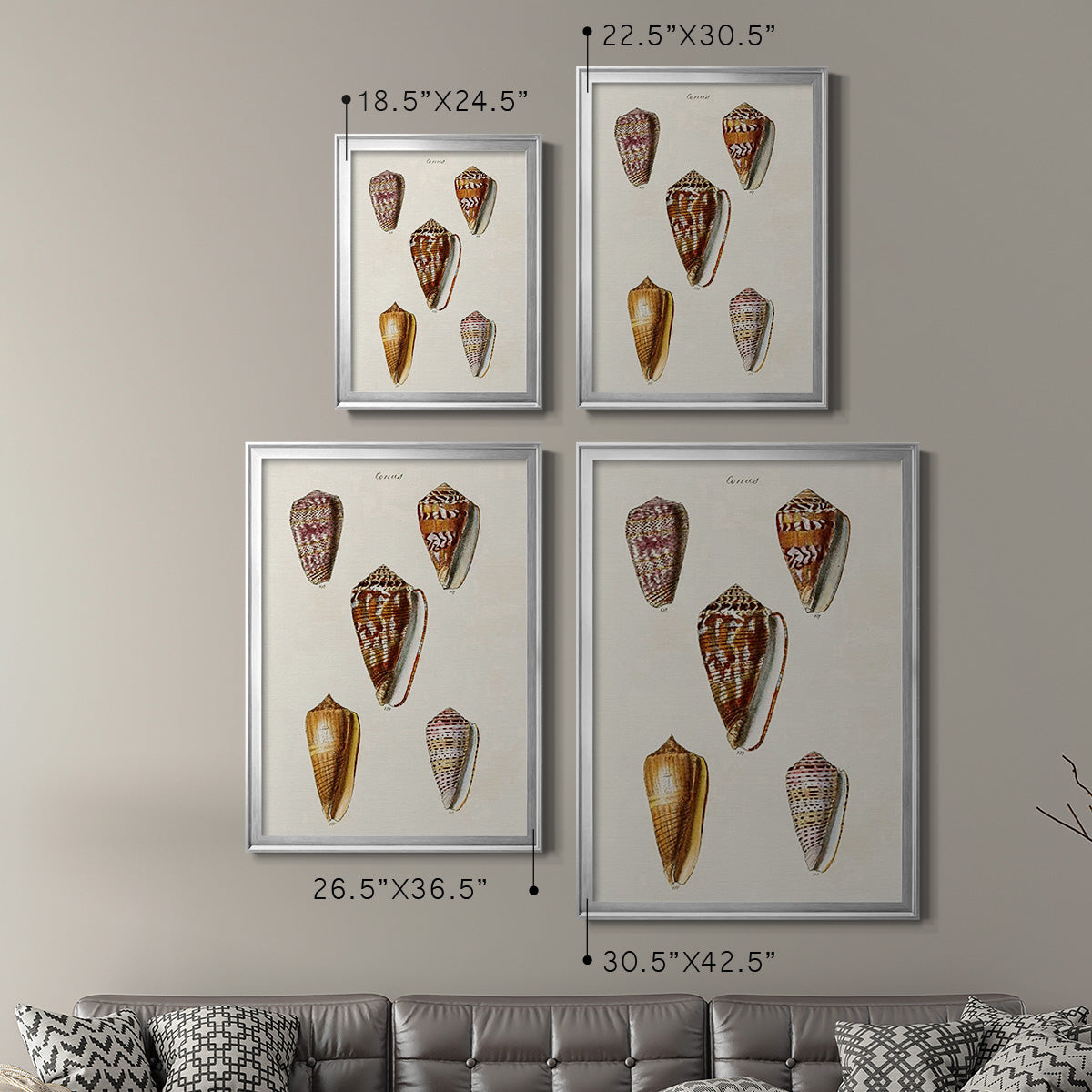 Cone Shell Collection VI - Modern Framed Canvas Print