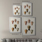 Cone Shell Collection IV - Modern Framed Canvas Print