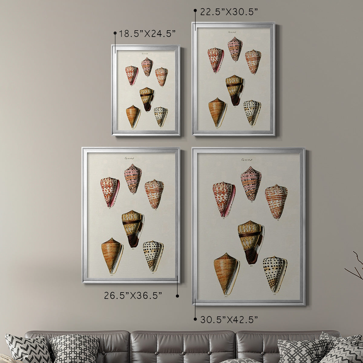 Cone Shell Collection IV - Modern Framed Canvas Print