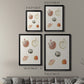 Pastel Knorr Shells VIII - Modern Framed Canvas Print