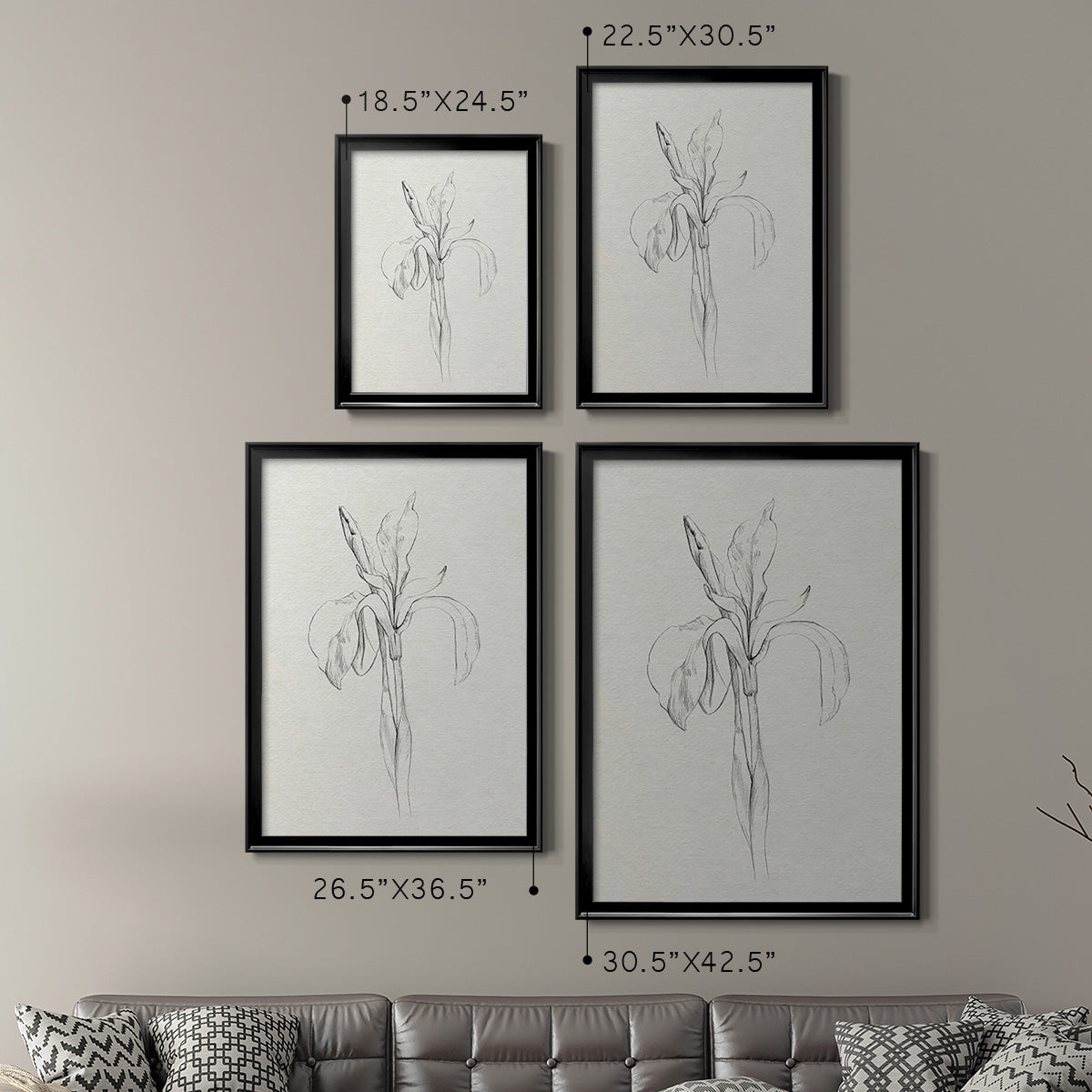 Neutral Iris Sketch II - Modern Framed Canvas Print