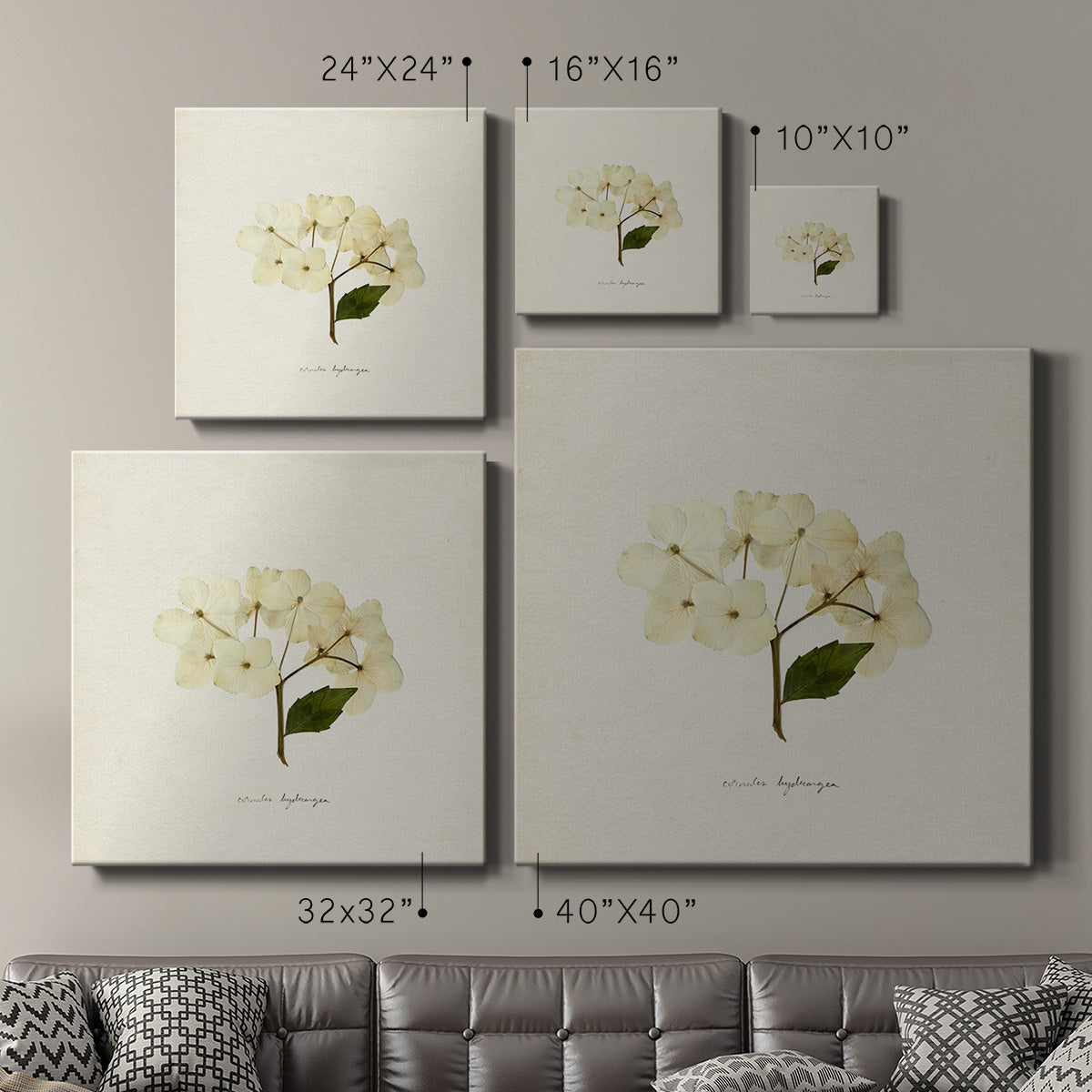 Cornales Hydrangea II - Canvas Art Print