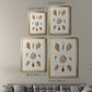 Knorr Shells & Coral VI - Modern Framed Canvas Print
