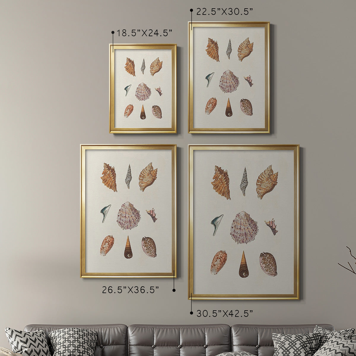 Knorr Shells & Coral VI - Modern Framed Canvas Print