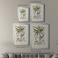 Botanical Society Ferns VIII - Modern Framed Canvas Print