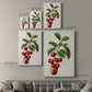 Antique Fruit II Premium Gallery Wrapped Canvas - Ready to Hang