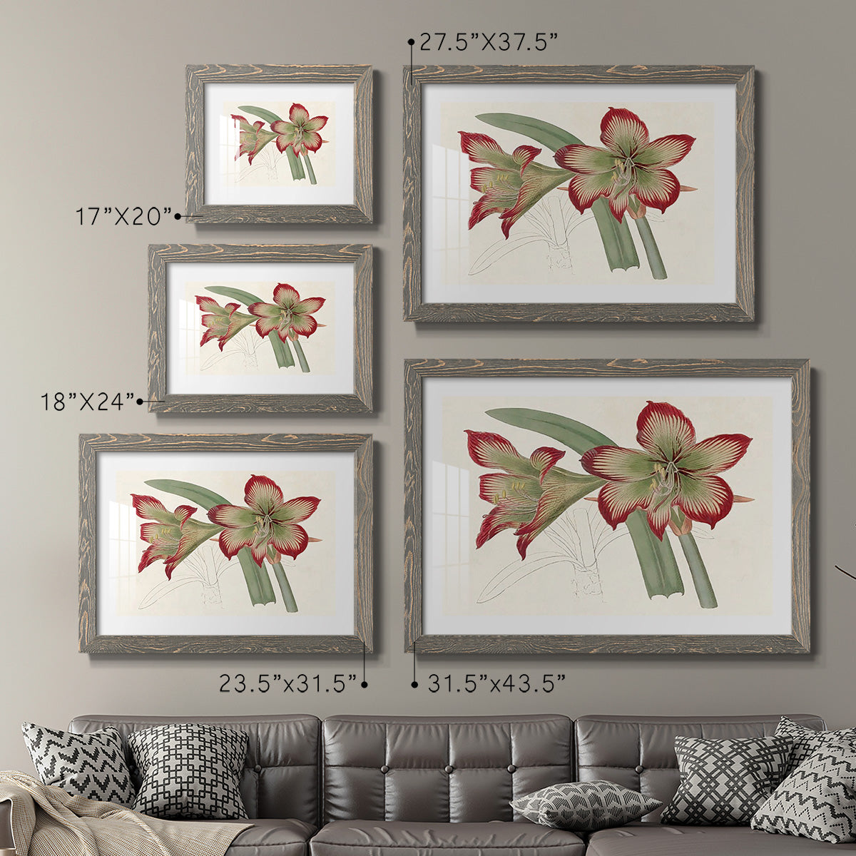 Amaryllis Varietals IV-Premium Framed Print - Ready to Hang