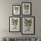 Botanical Society Ferns VI - Modern Framed Canvas Print