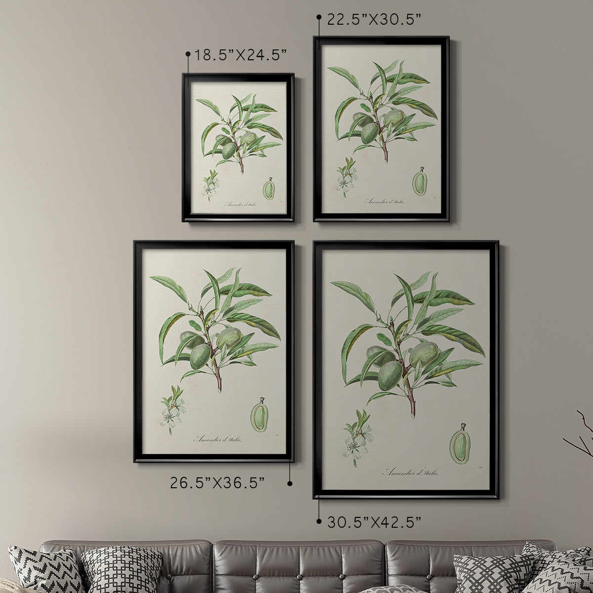 Antique Almond Botanical III - Modern Framed Canvas Print