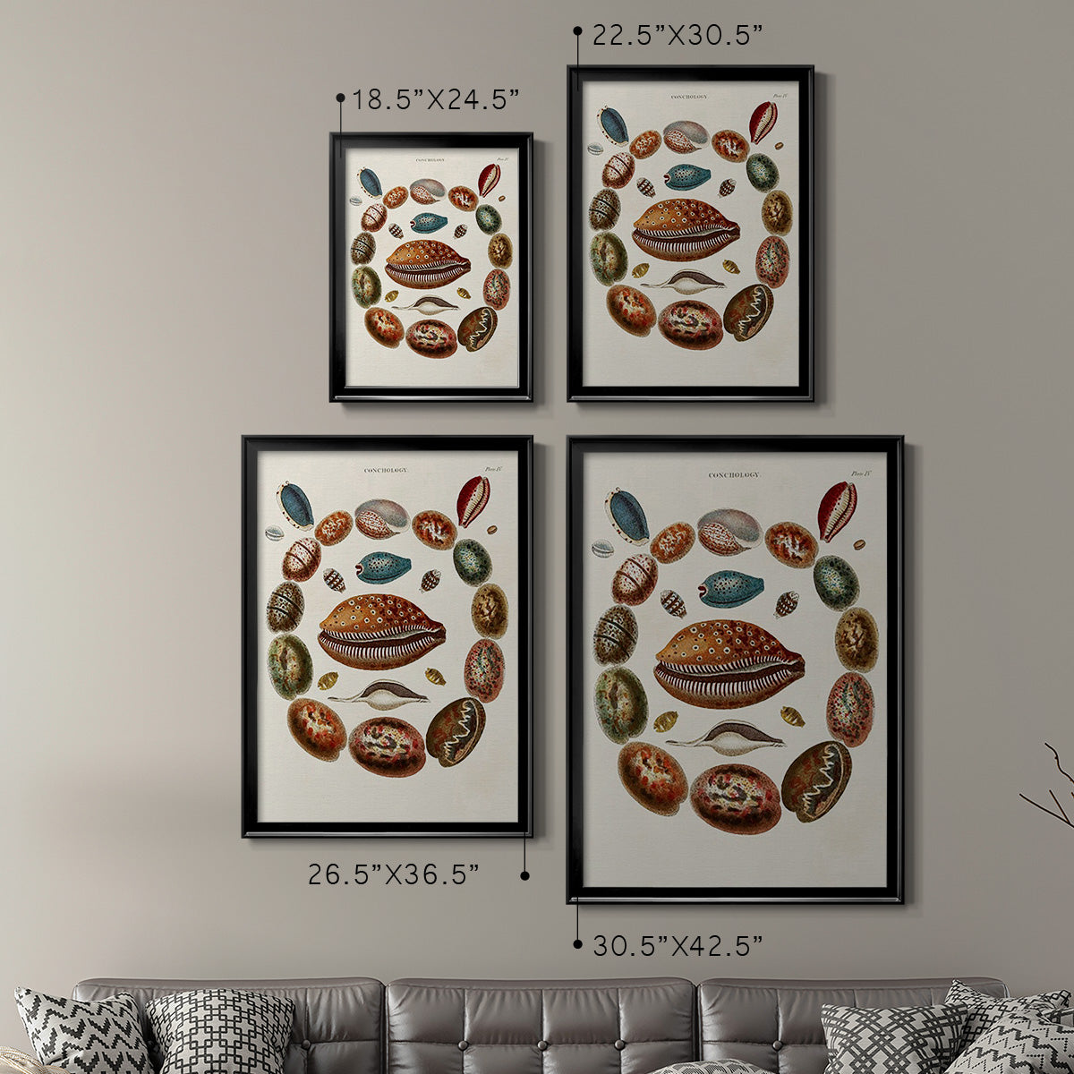 Spiral Shell Formation II - Modern Framed Canvas Print