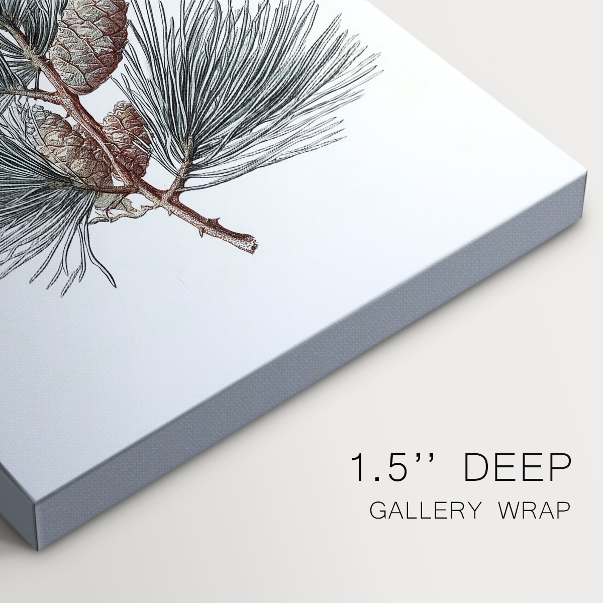 Evergreen of Silver Whisper - Canvas Art Print