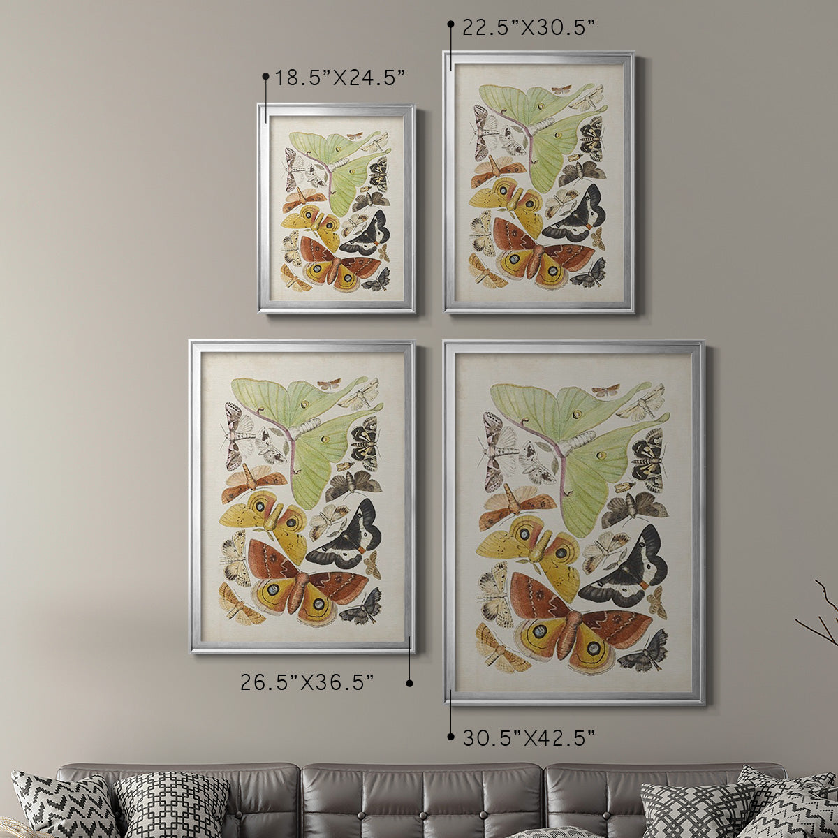 Antique Moths I - Modern Framed Canvas Print