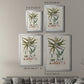 Botanical Society Ferns VIII - Modern Framed Canvas Print