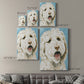 Labradoodle II - Canvas Art Print