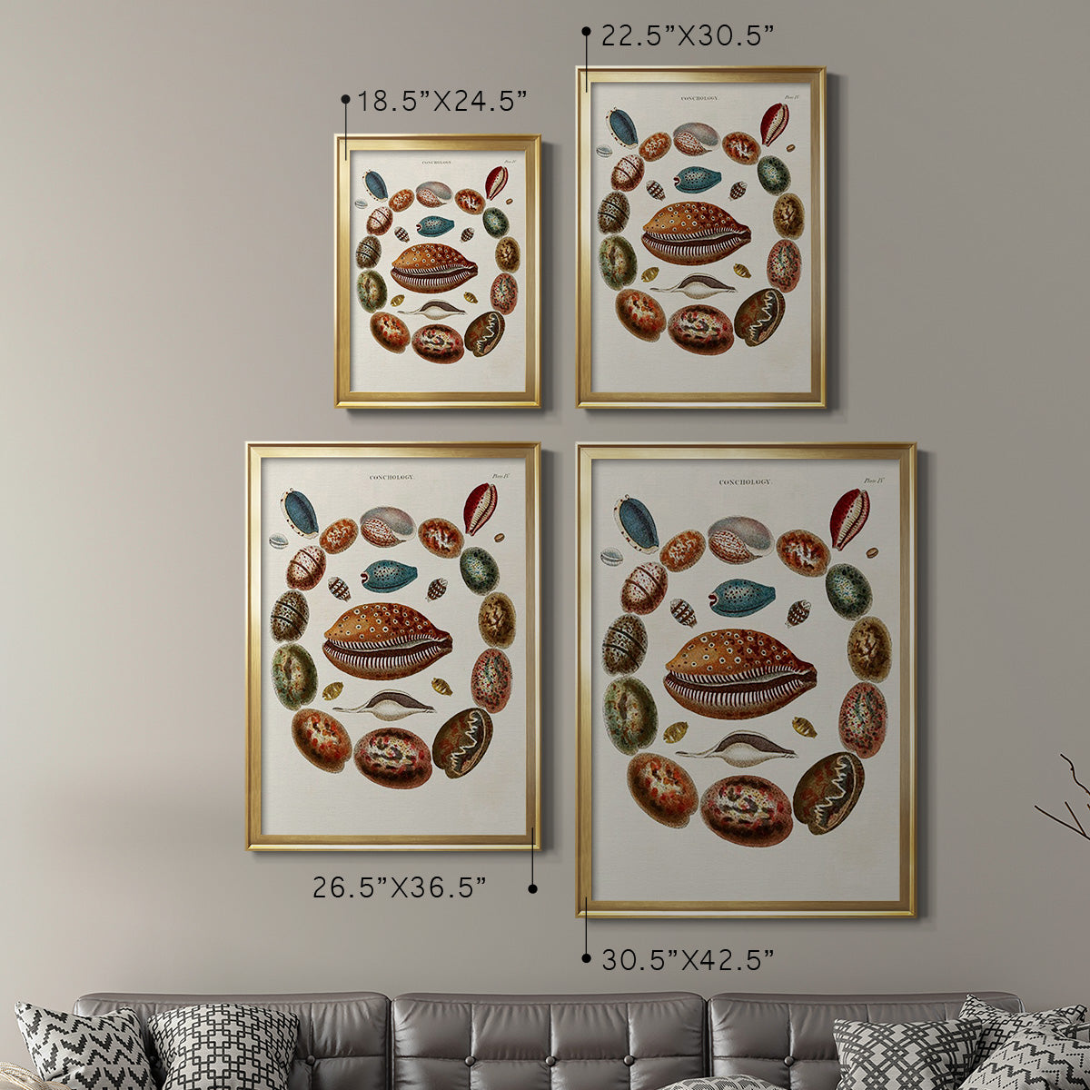 Spiral Shell Formation II - Modern Framed Canvas Print